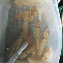 海宝丸 島根 釣果