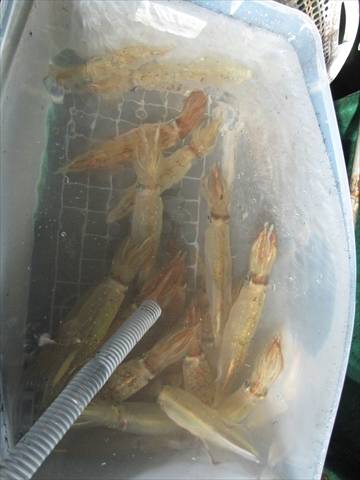 海宝丸 島根 釣果