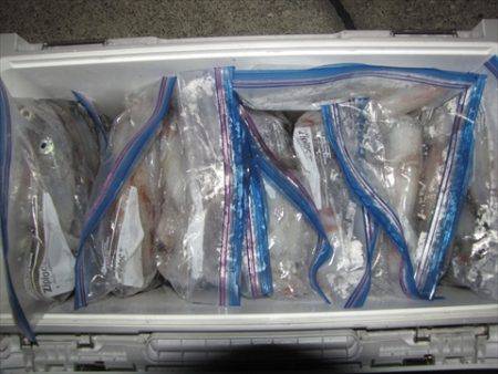 海宝丸 島根 釣果