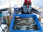 山本丸 釣果