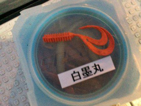 白墨丸 釣果