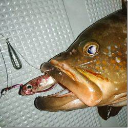 (ﾟ∀ﾟ)ｷﾀｺﾚ!!　韓国発祥のフリリグ（Free Rig）はブラックバス～黒鯛、キビレ、ロックフィッシュに超有効な超絶シンプルリグ