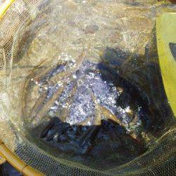 安倍川・藁科川（安倍藁科川漁業協同組合） 釣果