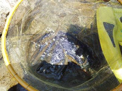 安倍川・藁科川（安倍藁科川漁業協同組合） 釣果