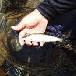 安倍川・藁科川（安倍藁科川漁業協同組合） 釣果