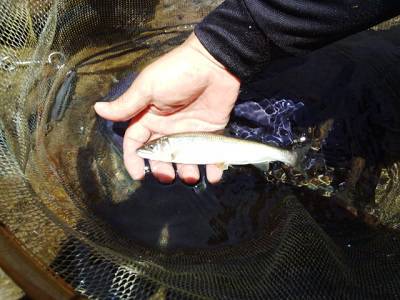 安倍川・藁科川（安倍藁科川漁業協同組合） …