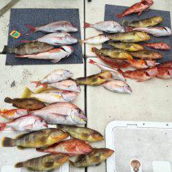 リトルワン 釣果