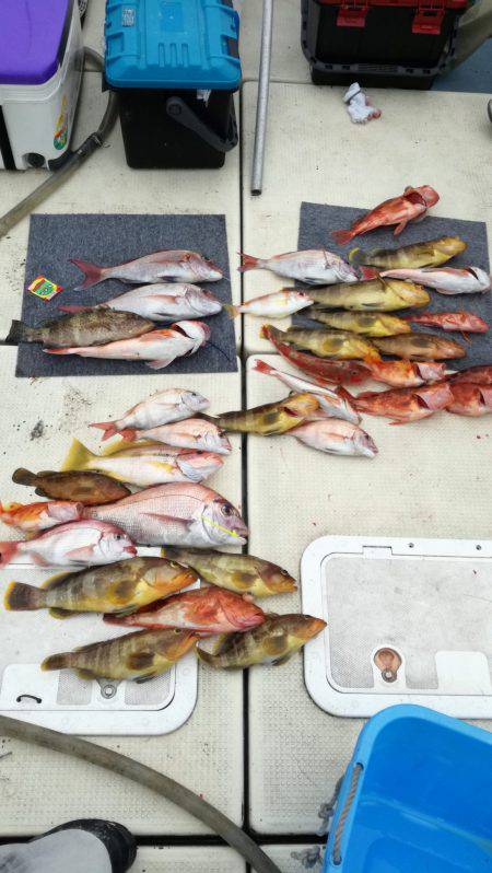 リトルワン 釣果