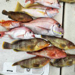 リトルワン 釣果