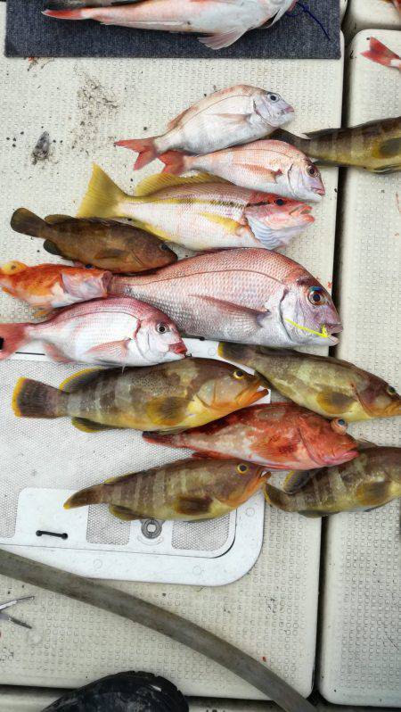 リトルワン 釣果