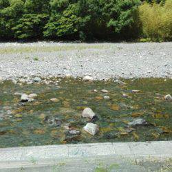 安倍川・藁科川(安倍藁科川漁業協同組合) 釣果