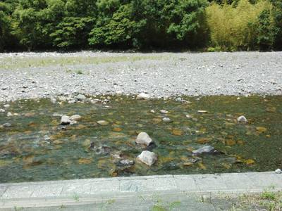 安倍川・藁科川(安倍藁科川漁業協同組合) 釣果