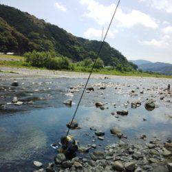 安倍川・藁科川(安倍藁科川漁業協同組合) 釣果