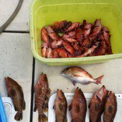 リトルワン 釣果