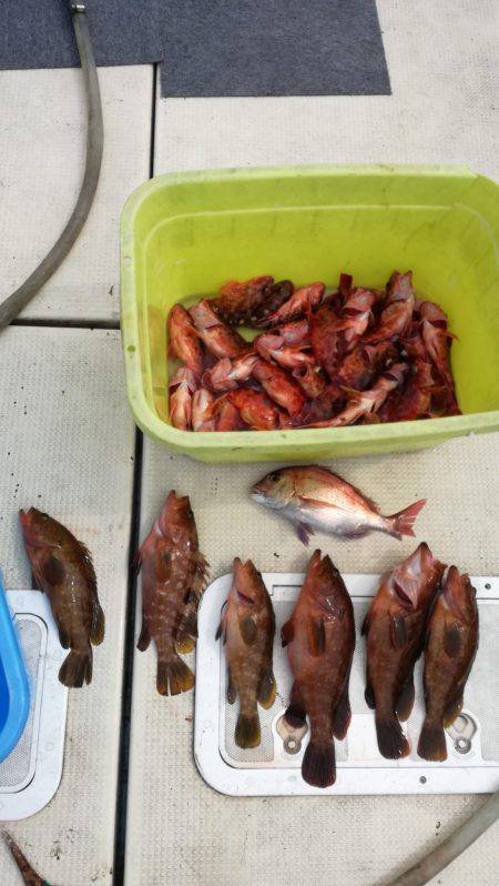 リトルワン 釣果