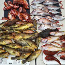 リトルワン 釣果