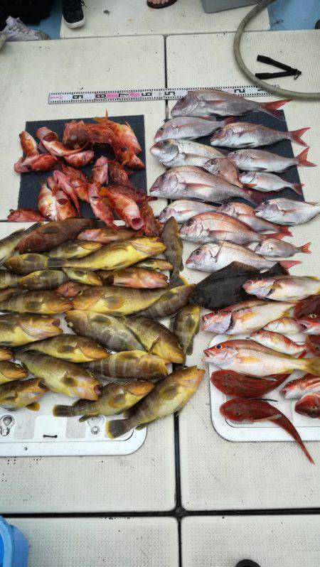 リトルワン 釣果