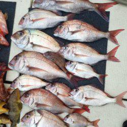 リトルワン 釣果