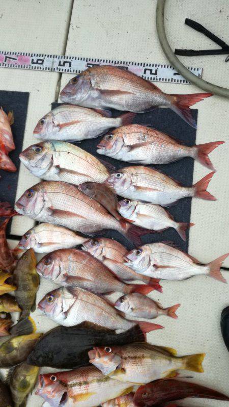 リトルワン 釣果