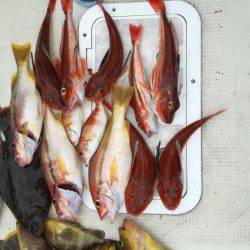 リトルワン 釣果