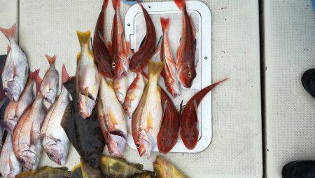 リトルワン 釣果