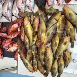 リトルワン 釣果