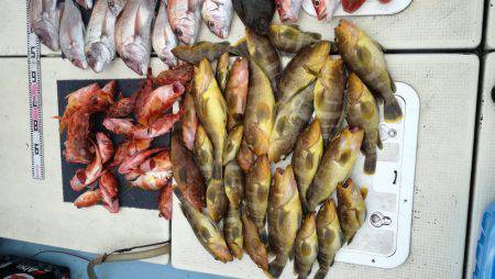 リトルワン 釣果