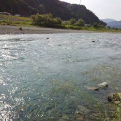 安倍川・藁科川（安倍藁科川漁業協同組合） 釣果