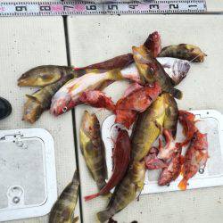 リトルワン 釣果