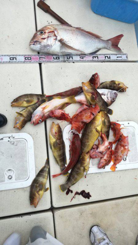 リトルワン 釣果