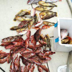 リトルワン 釣果