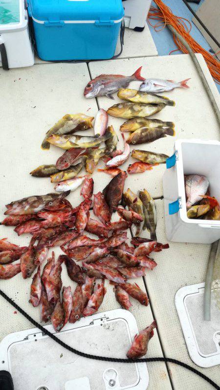 リトルワン 釣果