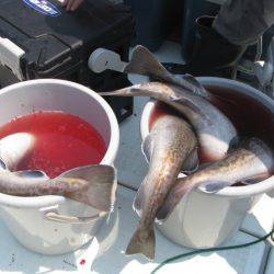 Aquanaut(アクアノート) 釣果