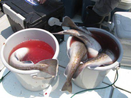 Aquanaut(アクアノート) 釣果