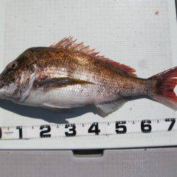 Aquanaut(アクアノート) 釣果