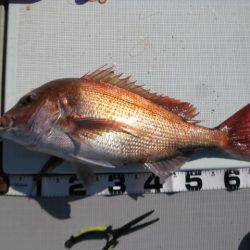 Aquanaut(アクアノート) 釣果