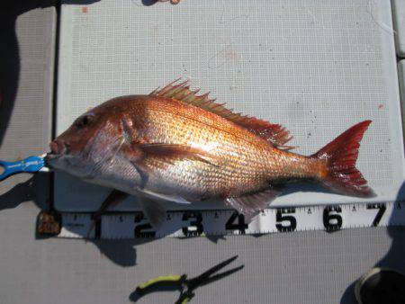 Aquanaut(アクアノート) 釣果