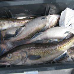 Aquanaut(アクアノート) 釣果