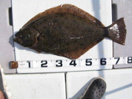 Aquanaut（アクアノート） 釣果