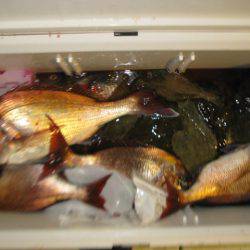 Aquanaut（アクアノート） 釣果