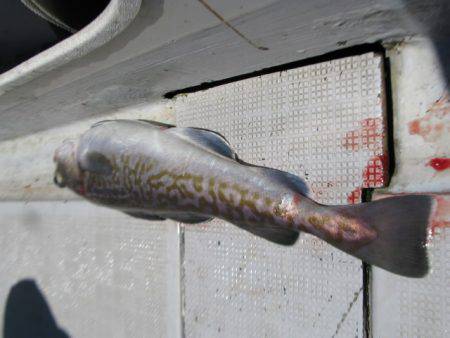 Aquanaut(アクアノート) 釣果