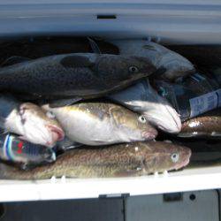 Aquanaut(アクアノート) 釣果