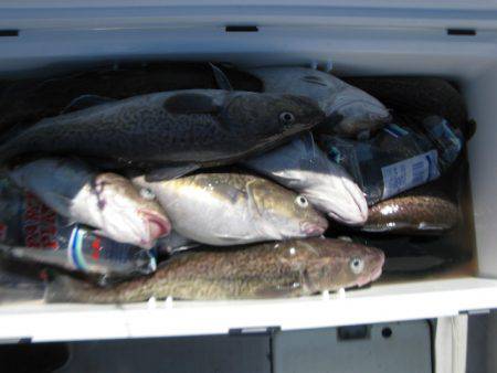 Aquanaut(アクアノート) 釣果