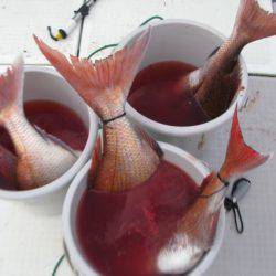 Aquanaut（アクアノート） 釣果