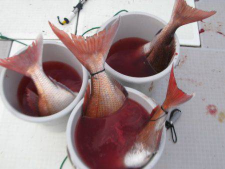 Aquanaut（アクアノート） 釣果