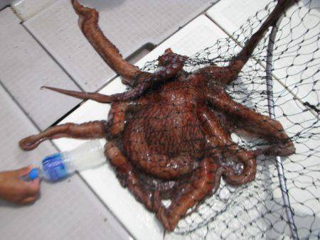 Aquanaut(アクアノート) 釣果