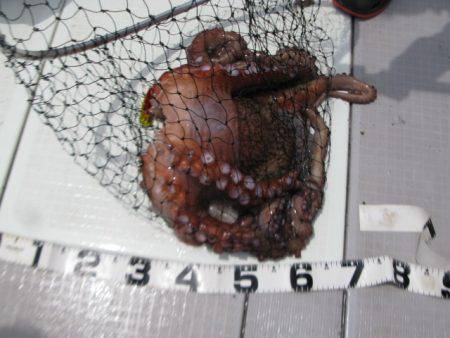 Aquanaut(アクアノート) 釣果