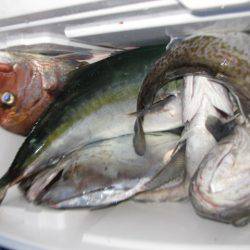 Aquanaut(アクアノート) 釣果