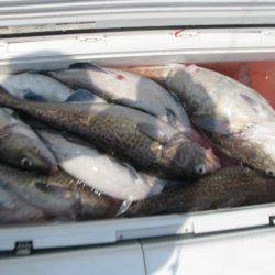 Aquanaut（アクアノート） 釣果