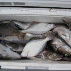 Aquanaut（アクアノート） 釣果